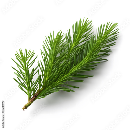 Fresh Green Fir Branch Isolated on a White Background