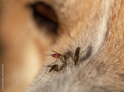 nasty insects mosquitoes stick around the dog and drink blood painfully sucking on the woolen nose in the spring garden