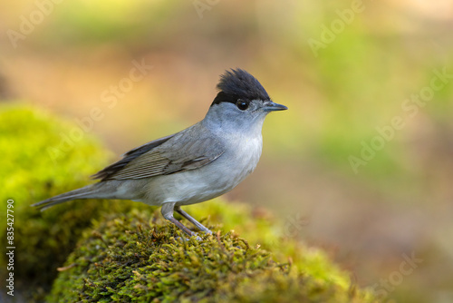 Kapturka (Sylvia atricapilla)