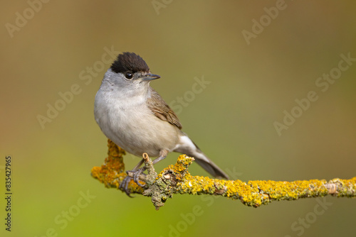 Kapturka (Sylvia atricapilla)