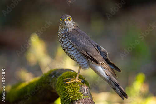 Krogulec (Accipiter nisus)