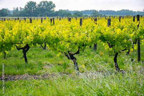 Summer on vineyards of Cognac white wine region, Charente, white ugni blanc grape uses for Cognac strong spirits distillation, France, Grand Champagne region