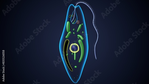 euglena reproduction anatomy. 3d render