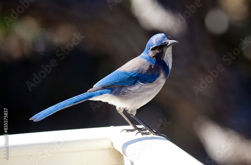 Western scrub jay looking