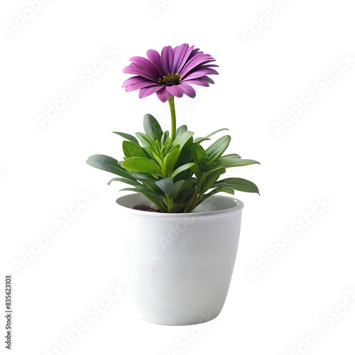 purple BARBERTON DAISY in minimalist white pot isolated on background