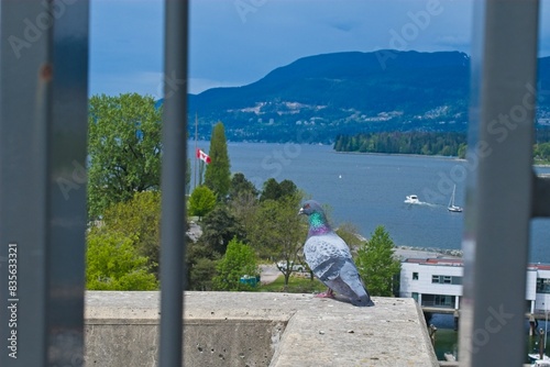 Pigeon on ledge with scenic lake and mountain view