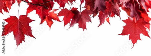 A closeup of vibrant red maple leaves, hanging from branches against the bright white background with margins. freshness and vitality nature. generative AI