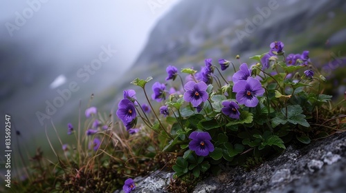 Wild Pansy Flowers in the Norwegian Wilderness