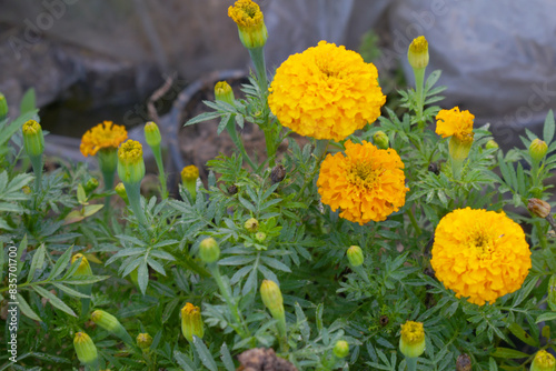 Yellow and orange marigold flowers (tagetes) in bloom, beautiful marigold flower closeup in garden