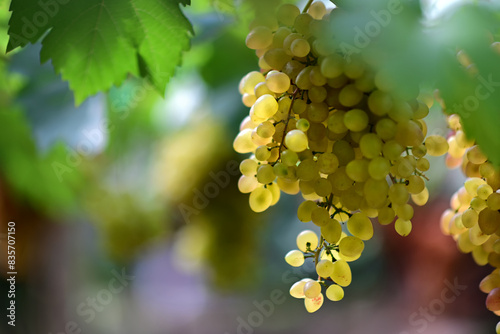 close up shot of "viking" ,one of the most famous species of the table grape before harvest.