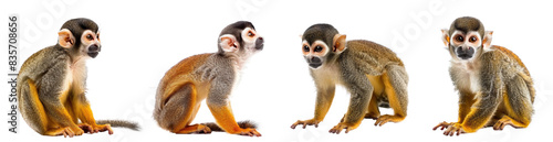 Squirrel Monkey full body isolate on transparency background PNG