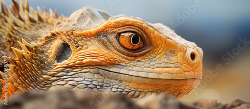 Close-up portrait of a bearded agama lizard featuring detailed skin texture, ideal for use as a copy space image.