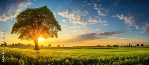 Scenic rural landscape at dawn with a tree on green grass and colorful clouds in the gold and blue sky, ideal as a background for copy space image.