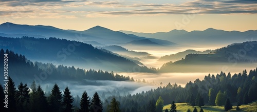 Scenic sunrise in the foggy mountains with fir trees and dark mountain silhouettes at dawn, featuring copy space image.