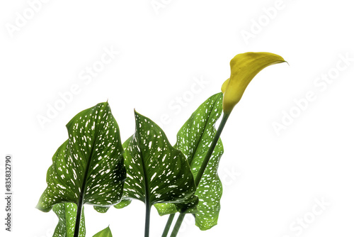 calla lily