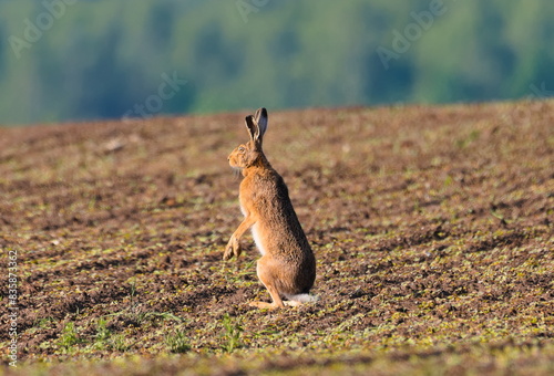 Zając stojący na polu