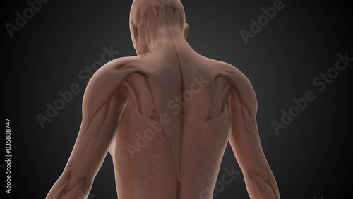 Trapezius muscle anatomy medical animation