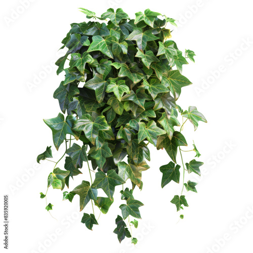 Boston Ivy Isolated on Transparent Background - Ideal for Nature-Inspired Designs, Botanical Art, and Home Decor Projects