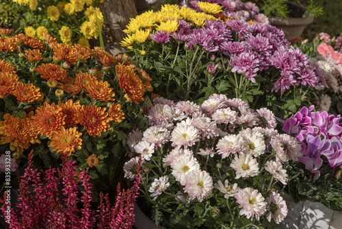 Fleurs d'automne, chrysanthème, cyclamen et bruyère