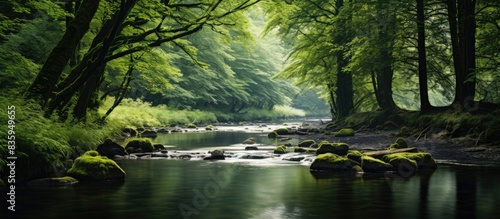 Tress in the forest with river. Creative banner. Copyspace image