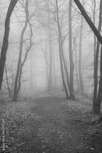 The forest in a fog.