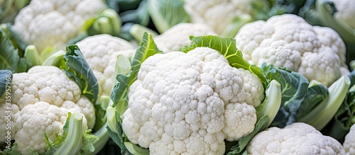 cauliflower group in detail as a background from a market new harvest organic vegetables. Creative banner. Copyspace image