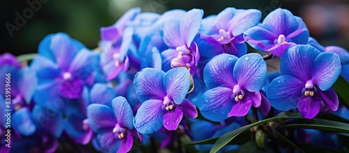 Beautiful flowers of Vanda Coerulea in garden. Creative banner. Copyspace image