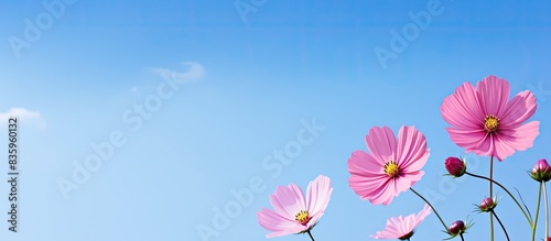 Comos flower. Creative banner. Copyspace image