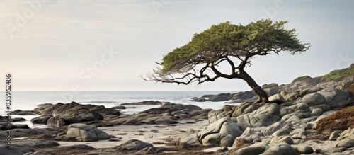 Rocky beach with lichen covered rocks and a tree. Creative banner. Copyspace image