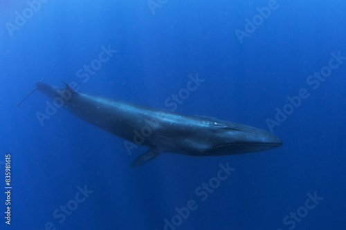 Sei whale near the Azores islands. Whale near the surface. Marine life in ocean. 