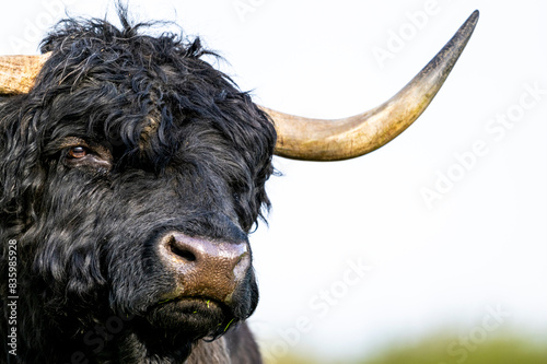 Taureau Highland Cattle