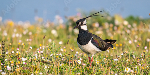 Vanneau huppé (Vanellus vanellus - Northern Lapwing)