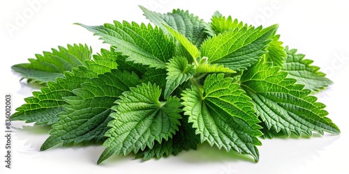 Fresh nettles isolated on a white background, nettle, green, plant, herb, healthy, ingredient, culinary, organic, natural, detox, texture, herbal, isolated, background, fresh, leaves, prickly