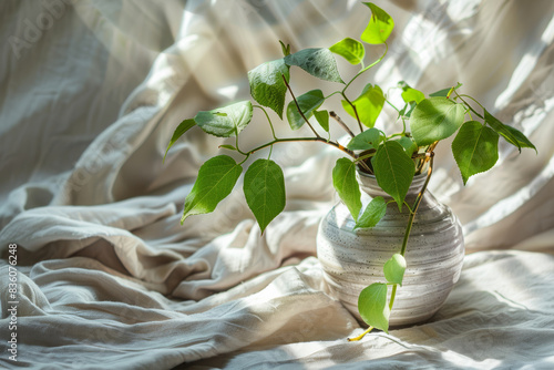Soft light baths a potted plant, casting gentle shadows over rumpled linen.