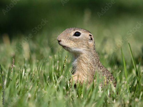 European ground squirrel or souslik, Spermophilus citellus
