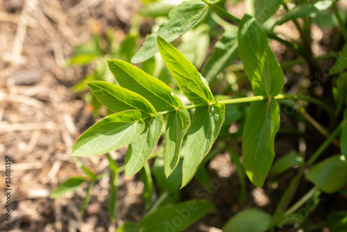 Skirret or Sium Sisarum plant in Zurich in Switzerland