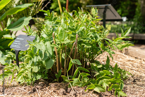 Skirret or Sium Sisarum plant in Zurich in Switzerland