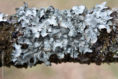 Parmelia sulcata is a species of lichen of the genus Parmelia (Parmelia) of the Parmeliaceae family.o