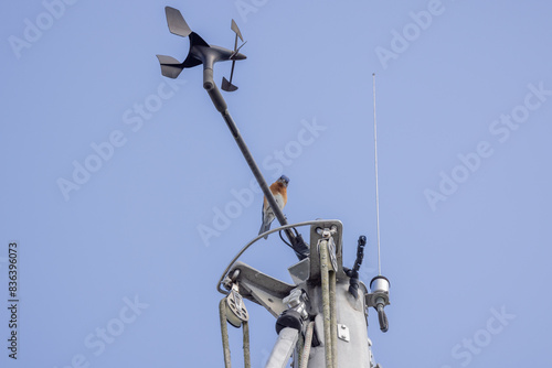 Eastern bluebird on top of a sailboat mast. 