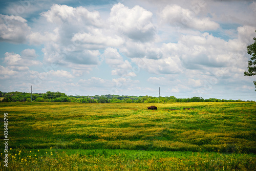 Bison Running on the Prairie Hill at Pioneers Park in Lincoln, Lancaster County, Nebraska, USA