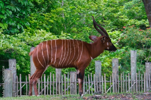 The bongo is a large, forest-dwelling antelope native to Africa. It has a striking reddish-brown coat with white stripes, long horns, and is known for its elusive nature.