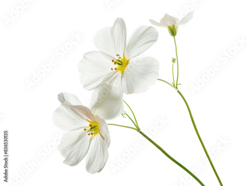 Elegant white flowers with delicate petals and green stems isolated on a white background, perfect for natural and botanical designs.