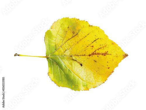 Close-up of a single yellow leaf with green veins isolated on a white background, showcasing natural beauty and autumn change.