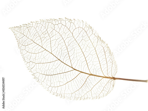 Close-up image of a delicate translucent leaf skeleton showing intricate vein patterns and natural beauty, isolated on a white background.