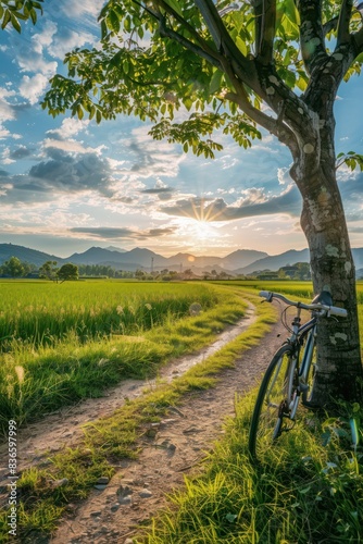 Bicycle on a background of a tree and a green field. Colorful landscape isolated. Without a person