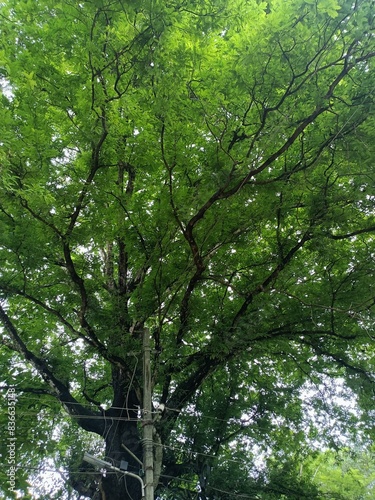 Tamarind is a leguminous tree bearing edible fruit that is indigenous to tropical Africa and naturalized in Asia. 