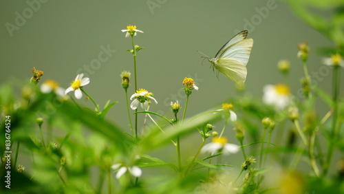 Close-up of white butterfly flying to suck nectar from flower