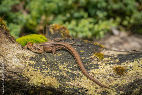 Common lizard, Zootoca vivipara, basking on old tree stump