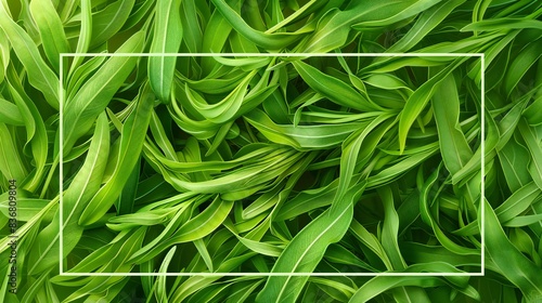 Tarragon leaves creating a delicate green background with a vector rectangle overlay on top.