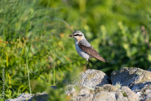 Male Wheatear (Oenanthe oenanthe) perched on a rock with food in its beak. Surrounded by lush greenery. Skomer Island, UK